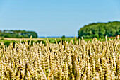 Spikelets, Fields at the Baltic Sea, Schleswig-Holstein, Germany