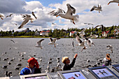 Seagulls at lake Tjoernin, Reykjavik, Iceland, Europe