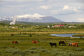 Pferde weiden am Geysir im Haukadalur Tal im Goldenen Zirkel, Island, Europa