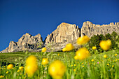 Flowering meadow in front of Rotwand, Rosengarten range, Dolomites, UNESCO world heritage site, Dolomites, South Tyrol, Italy