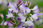 Lila Blüten des Tragant, Astragalus, Seiseralm, Dolomiten, UNESCO Weltnaturerbe Dolomiten, Südtirol, Italien