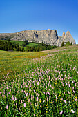 Flowering meadow in front of Schlern and Rosszaehne, Seiseralm, Dolomites, UNESCO world heritage site Dolomites, South Tyrol, Italy