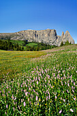 Blumenwiese vor Schlern und Rosszähne, Seiseralm, Dolomiten, UNESCO Weltnaturerbe Dolomiten, Südtirol, Italien