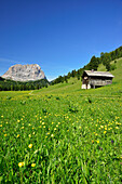 Flowering meadow with hay barn in front of Langkofel, Langkofel, Dolomites, UNESCO world heritage site Dolomites, South Tyrol, Italy