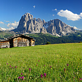 Wiese mit Alm vor Langkofel, Grödnertal, Dolomiten, UNESCO Weltnaturerbe Dolomiten, Südtirol, Italien