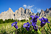 Alpenenzian vor Geisler, Gentiana alpina, Geislergruppe, Geisler, Dolomiten, UNESCO Weltnaturerbe Dolomiten, Südtirol, Italien