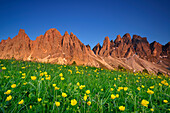 Flowering meadow in front of Geisler, Geisler range, Geisler, Dolomites, UNESCO world heritage site Dolomites, South Tyrol, Italy