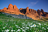 Flowering meadow with marguerites in front of Sella range, Sella, Dolomites, UNESCO world heritage site Dolomites, South Tyrol, Italy