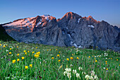 Flowering meadow in front of Marmolada, Bindelweg, Marmolada, Marmolata, Dolomites, UNESCO world heritage site Dolomites, Trentino, Venetia, Italy