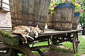 Sleeping cat lying next to old wine barrels, Riquewihr, Alsace, France