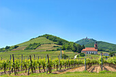 Vineyards at Orschwiller with Koenigsburg, Orschwiller, Alsace, France, Europe