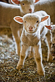 Lambs, Niederwald, Goms, Upper Goms, Valais, Switzerland
