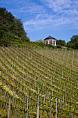 Vineyards and pavilion under clouded sky, Rudesheim am Rhein, Hesse, Germany, Europe