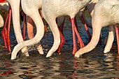 France , Bouches du Rhone, Camargue , Greater Flamingo  Phoenicopterus ruber  , Order :Phoenicopteriformes , Family : Phoenicopteridae