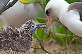 Hawaï , Midway , Sand Island , Laysan Albatross ,  Phoebastria immutabilis , adult with young