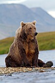 Alaska , Katmai National Park and Preserve , Grizzly bear  Ursus arctos horribilis  , order : carnivora ,family : ursidae 