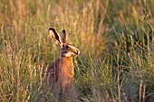 France, Lot, European hare Lepus capensis