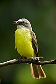 Social flycatcher Myiozetetes similis. Costa Rica, bringing food to nest, tropical rainforest