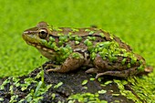 Green Frog Rana clamitans - New York - USA - in duckweed