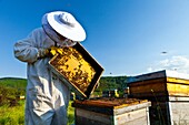 Beekeeping or apiculture, Garciaz, Las Villuercas, Caceres, Extremadura, Spain, Europe.