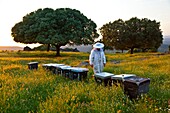 Beekeeping or apiculture, Garciaz, Las Villuercas, Caceres, Extremadura, Spain, Europe.