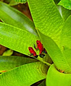 POISON FROG - RANA FLECHA AZUL Y ROJA Oophaga pumilio, Santa Elena Cloud Forest Nature Reserve, Costa Rica, Central America, America