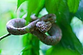 EYELASH VIPER - OROPEL O CROTALO CORNUDO DE SCHIELGE Bothriechis schlegelii, Costa Rica, Central America, America