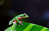 GOLDEN-EYED LEAF FROG - RANA DE HOJA DE OJOS DORADOS Agalychnis annae, Costa Rica, Central America, America