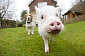 Miniature domestic pig with Basset Hound friend