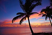 Sunset and palm trees, Coral Coast, Viti Levu, Fiji, South Pacific