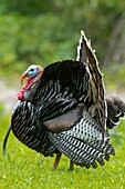 Wild Turkey, California , USA