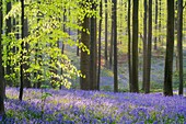 A blooming carpet of Bluebells in beech forest, bluebells Hyacinthoides non-scripta and European beech trees Fagus sylvatica, Hallerbos, Belgium, Europe
