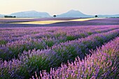 Lavender field Lavendula augustifolia, Valensole, Plateau de Valensole, Alpes-de-Haute-Provence, Provence-Alpes-Cote d´Azur, Provence, France