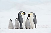 Emperor Penguin Aptenodytes forsteri, chick and adults  Snow Hill Island, Antarctic Peninsula, Antarctica