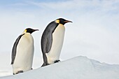 Emperor Penguin Aptenodytes forsteri adults climbing a hill of ice  Snow Hill Island, Antarctic Peninsula, Antarctica