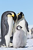 Emperor Penguin Aptenodytes forsteri adults and chick  Snow Hill Island, Antarctic Peninsula, Antarctica