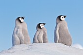Emperor Penguin Aptenodytes forsteri chicks on hill of snow  Snow Hill Island, Antarctic Peninsula, Antarctica
