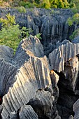 Tsingy de Bemaraha Strict Nature Reserve is a nature reserve located near the western coast of Madagascar in Melaky Region  The area was listed as a UNESCO World Heritage Site in 1990 due to the unique geography, preserved mangrove forests, and wild bird.