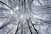 Poland. Bieszczady Mountains. Beech forest in winter