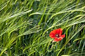 Single red poppy amongst wheat field along the Camino de Santiago
