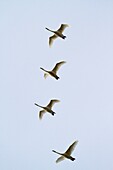 Snow Geese flying