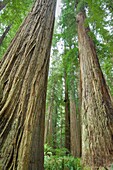 Ancient Redwoods Sequoia sempervirens of the Stout Grove in Jedidiah Smith Redwoods State Park California