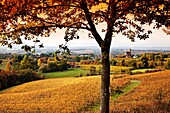 Fields of grain, Samazan, Gers, Midi Pyrenees, France.