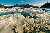 Icebergs and ice floes, LeConte Bay near LeConte Glacier, between Petersburg and Wrangell, southeast Alaska USA