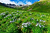 Blue columbine wildflowers, American Basin, San Juan Mountains range of the Rocky Mountains, Southwest Colorado USA
