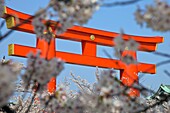 A giant orange gate near Heian shrine beside cherry trees in bloom
