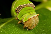 Caterpillar lives on lemon tree