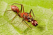 Male ant mimic spider