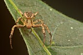 Crab spider