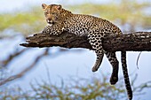 Leopard on tree